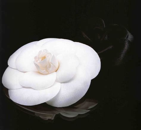 coco chanel white camellia